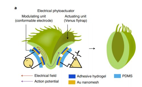 植物聯網 新加坡科學家研發植物機器人，開啟農業智能觀測新紀元